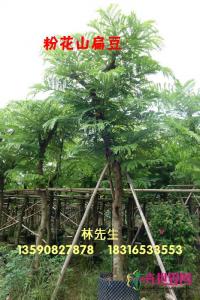 粉花山扁豆