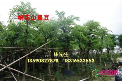 粉花山扁豆