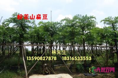 粉花山扁豆