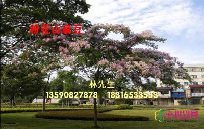 粉花山扁豆