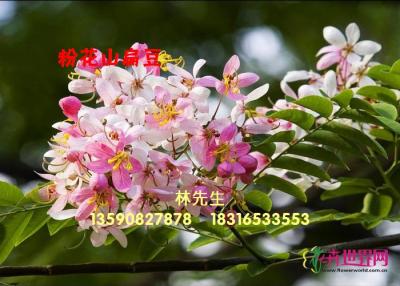 粉花山扁豆