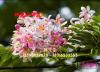 粉花山扁豆
