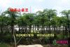 粉花山扁豆