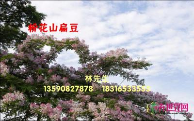 粉花山扁豆